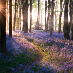 Sunrise and flowers symbolizing hope after divorce.