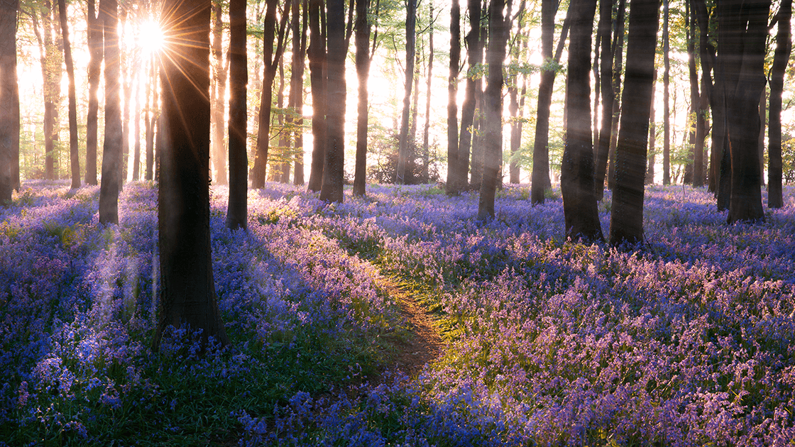 Sunrise and flowers symbolizing hope after divorce.